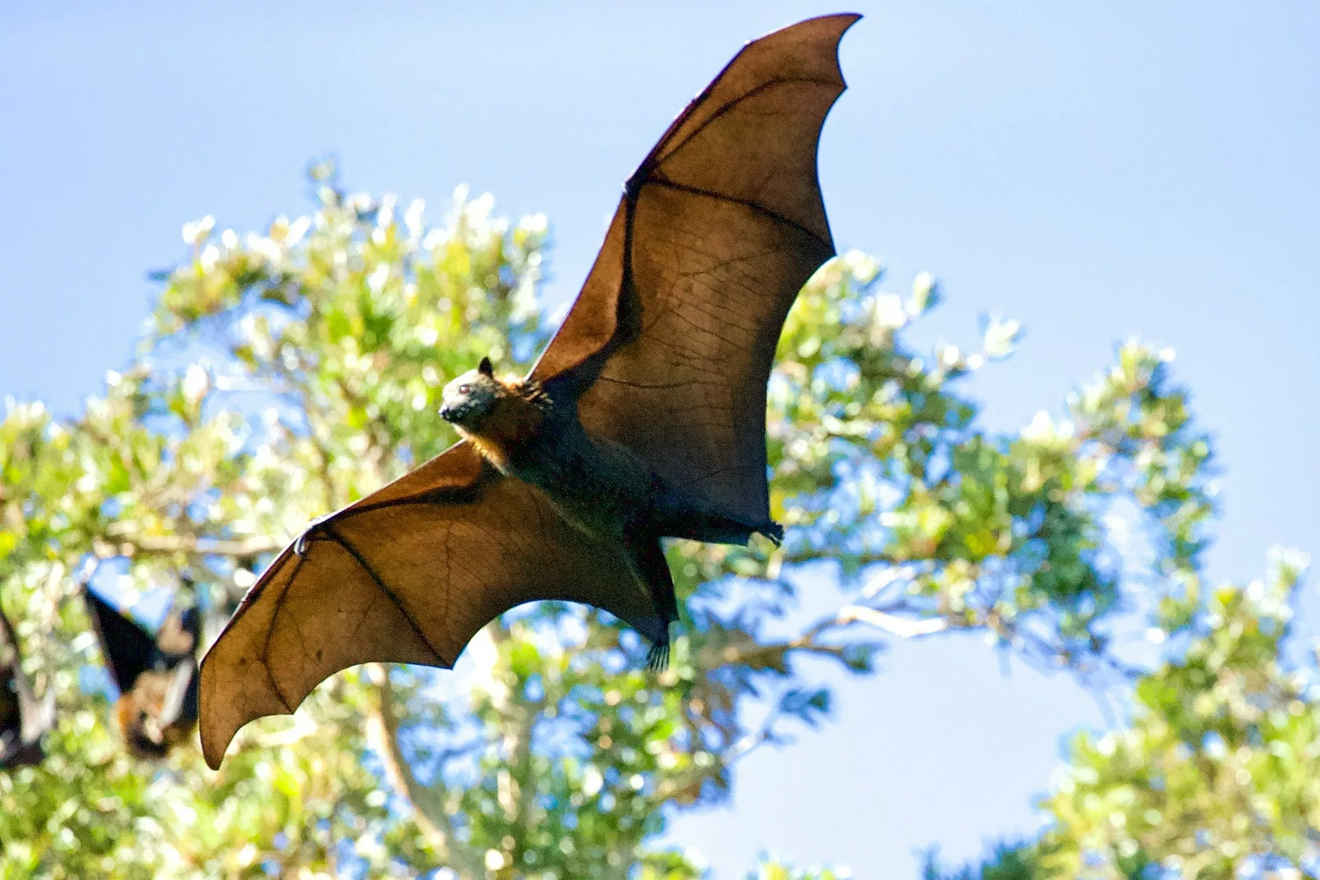 How Are Bats Being Affected By Climate Change The Climate   Bat Flying Jpg.webp